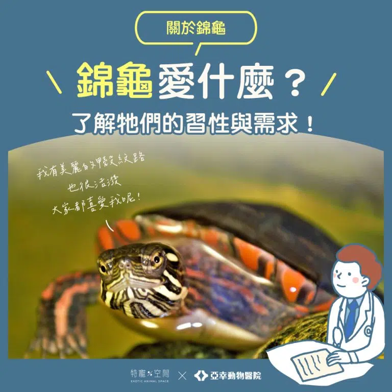 01錦龜封面