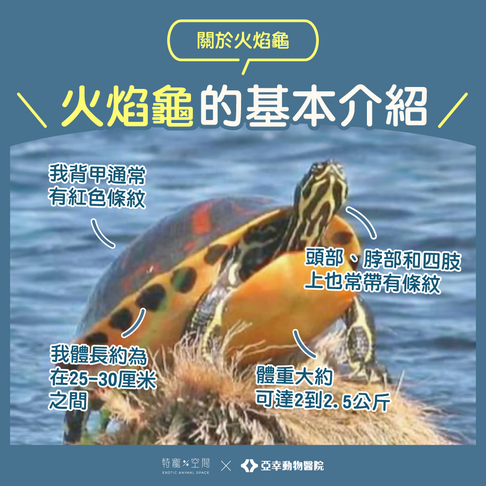 火焰龜介紹：熱情、神秘的龜類世界看看獸醫帶你深入認識 | 高雄中獸醫推薦針灸、四級雷射、復健推拿【亞幸動物醫院】
