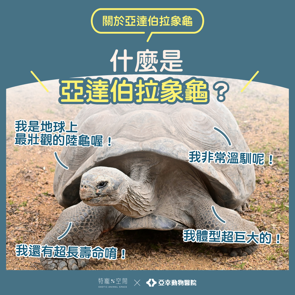 02什麼是亞達伯拉象龜
