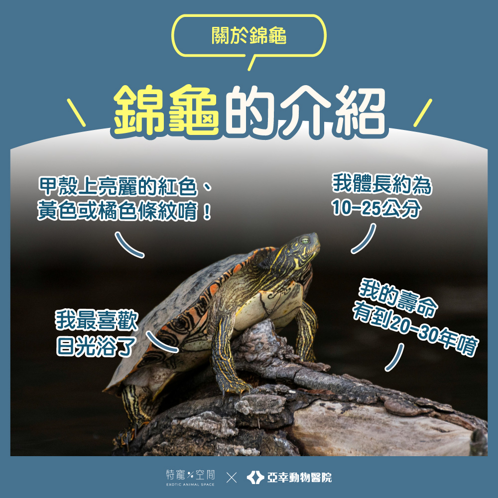 錦龜介紹