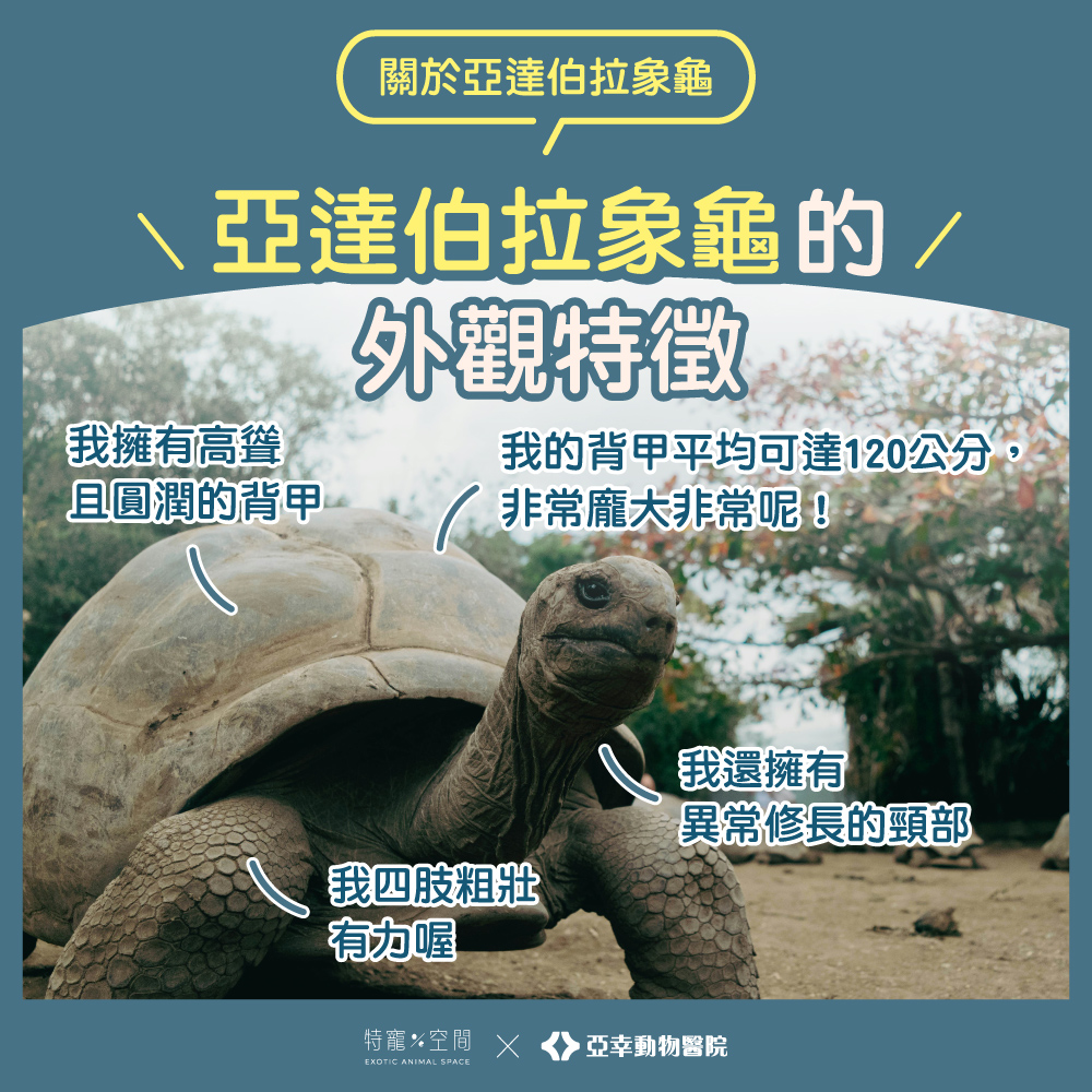 03亞達伯拉象龜外觀特徵