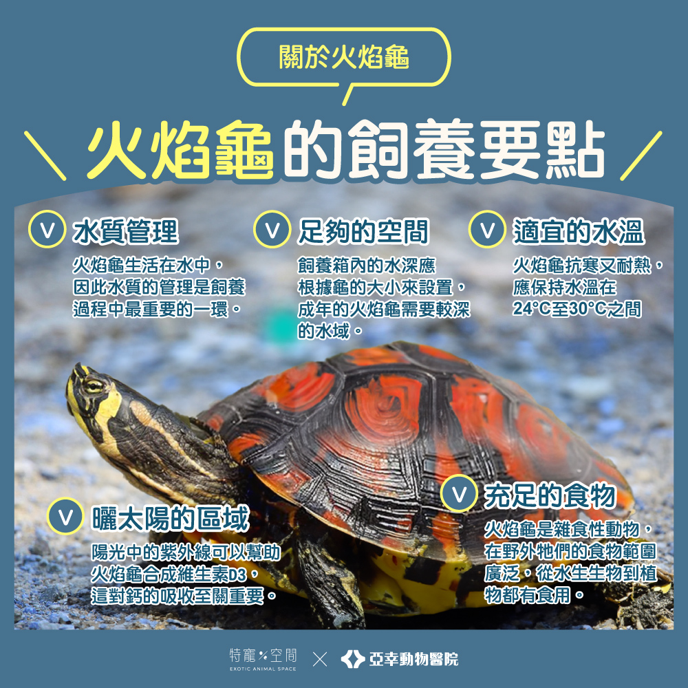 03火焰龜飼養要點