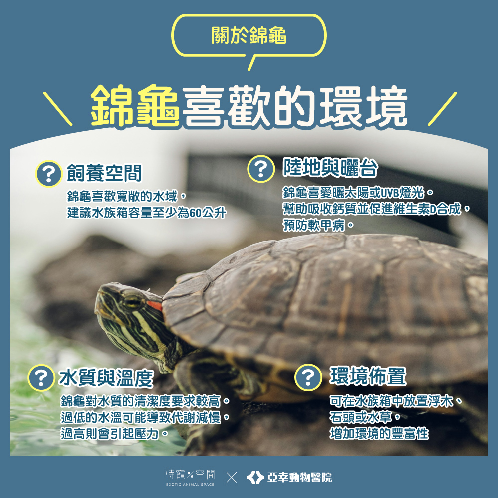 03錦龜喜歡的環境