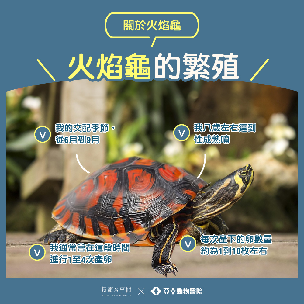 火焰龜介紹：熱情、神秘的龜類世界看看獸醫帶你深入認識 | 高雄中獸醫推薦針灸、四級雷射、復健推拿【亞幸動物醫院】