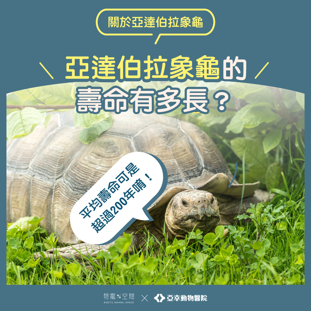 04亞達伯拉象龜壽命有多長
