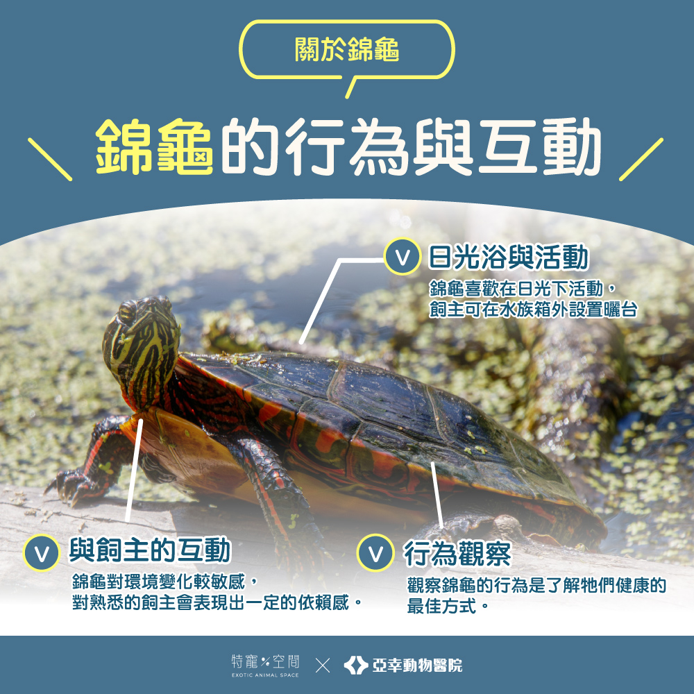 04錦龜行為與互動