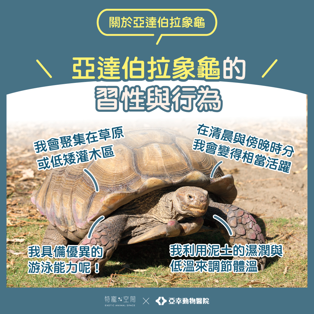 05亞達伯拉象龜習性與行為