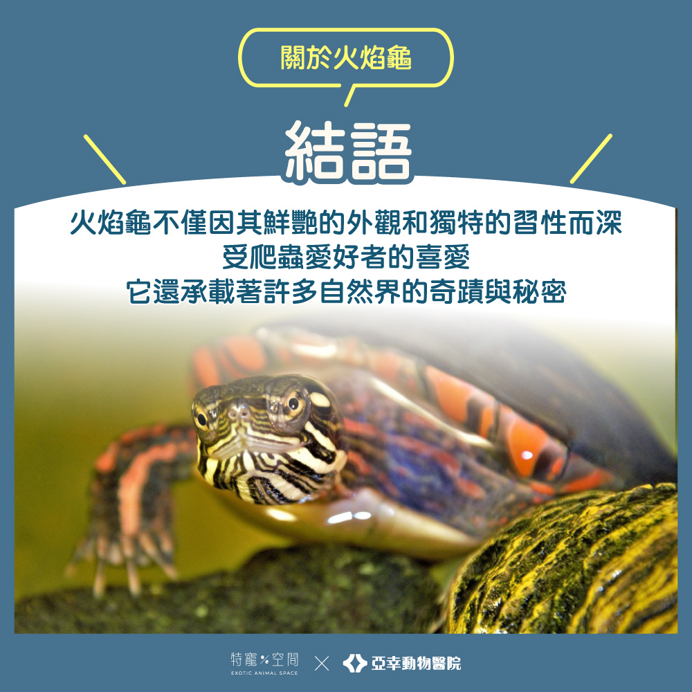 05火焰龜結語