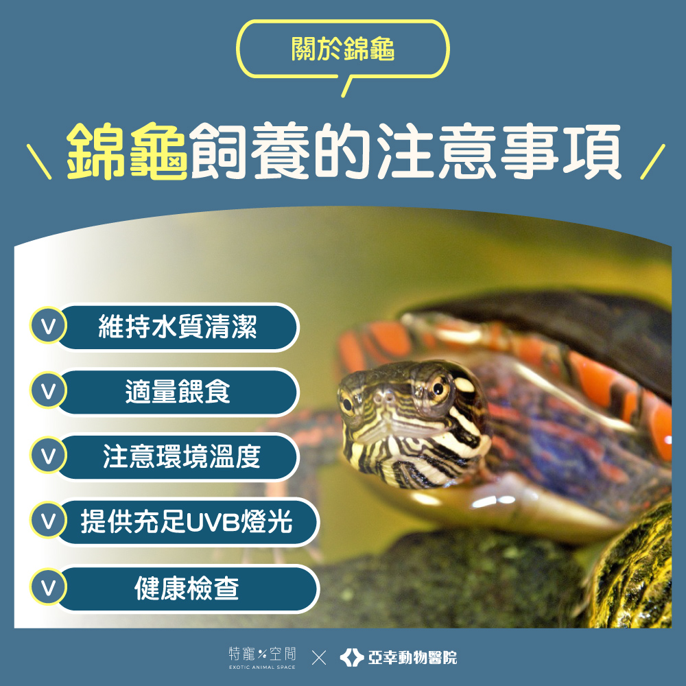 06錦龜飼養的注意事項