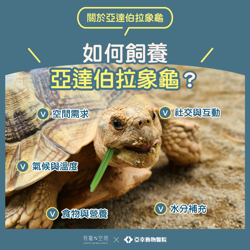 07亞達伯拉象龜如何飼養