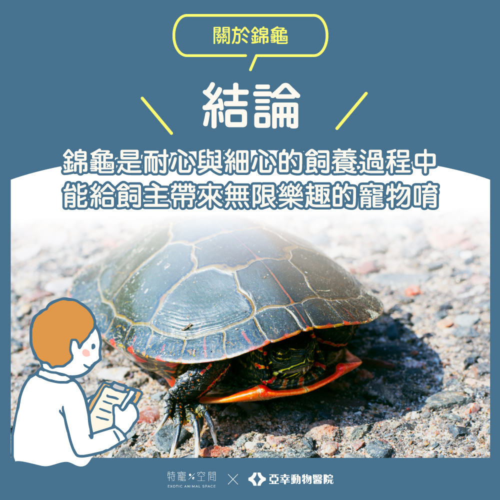 錦龜結論