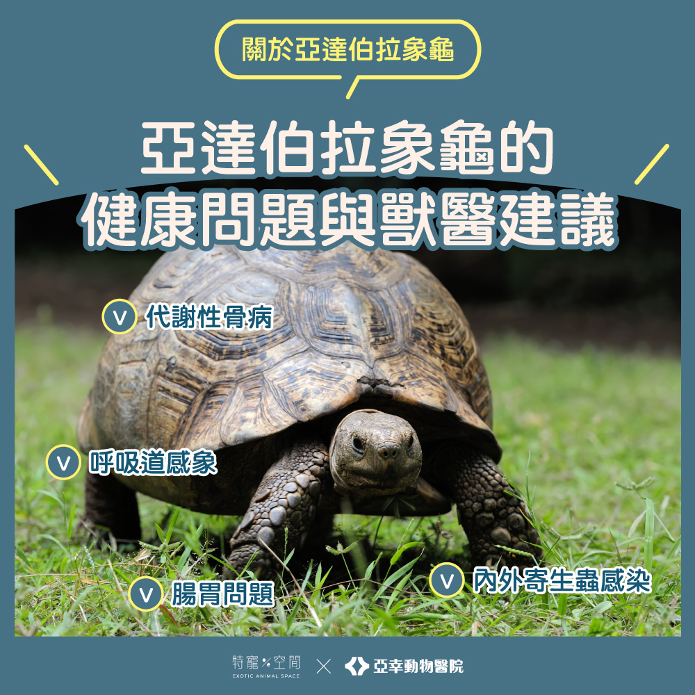 08亞達伯拉象龜健康問題