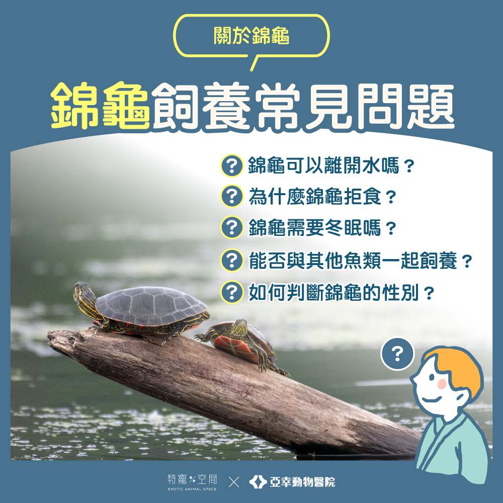 08錦龜飼養的常見問題