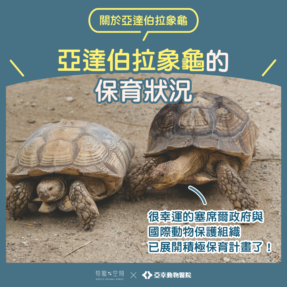 09亞達伯拉象龜保育狀況
