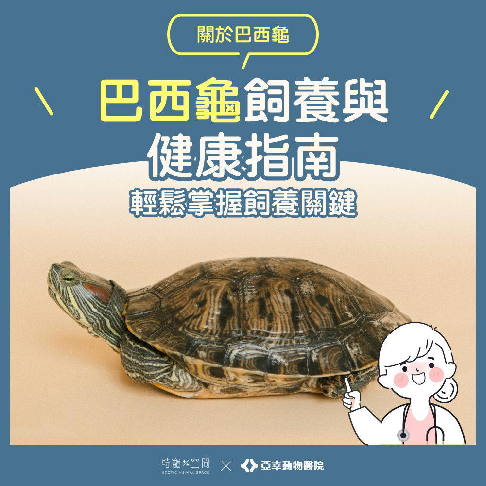 巴西龜封面