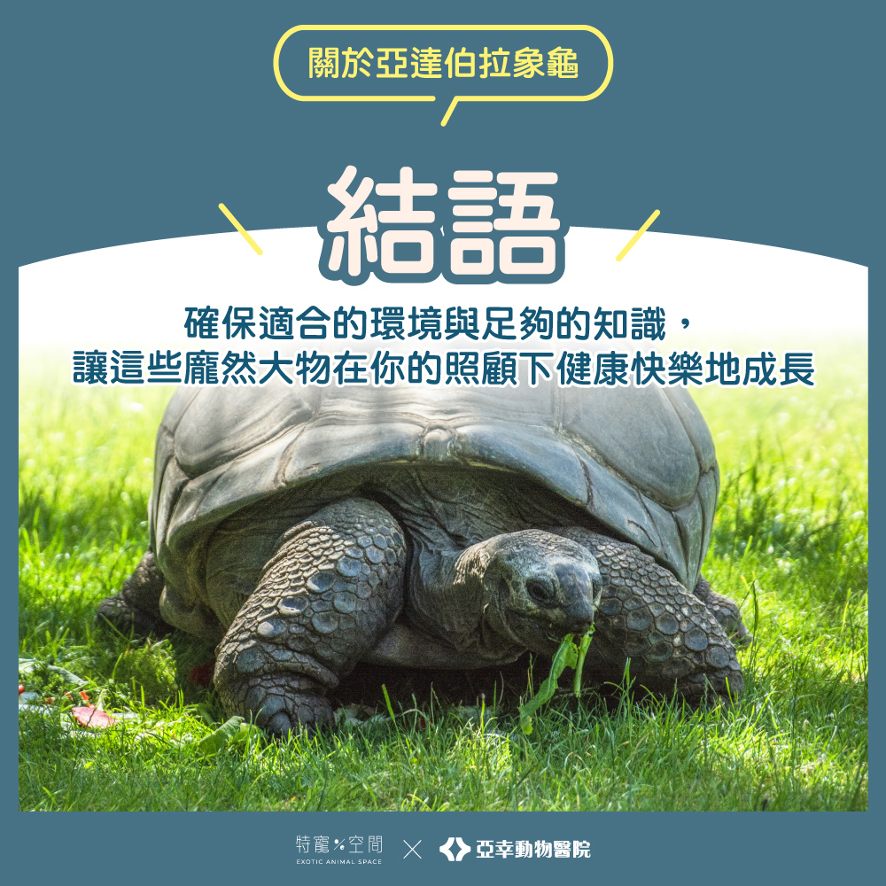 10亞達伯拉象龜結語