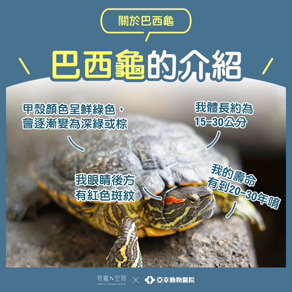2.巴西龜介紹