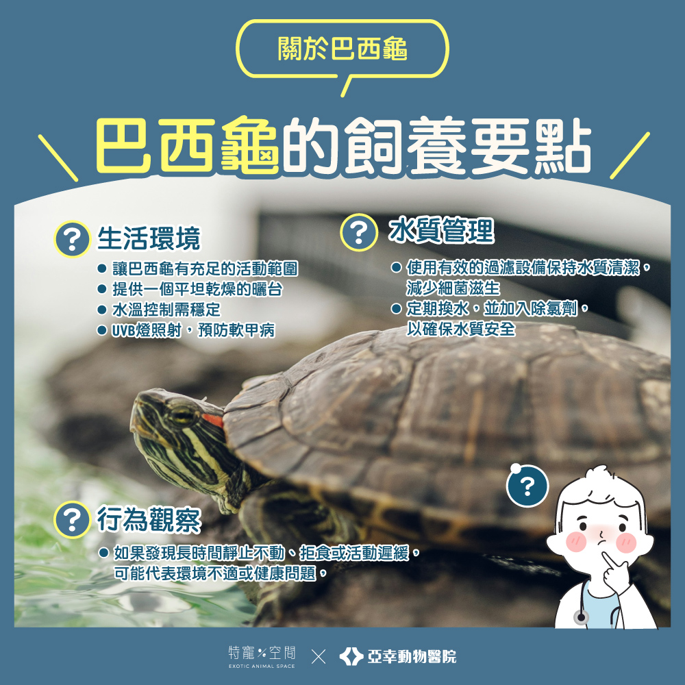 3.巴西龜飼養要點