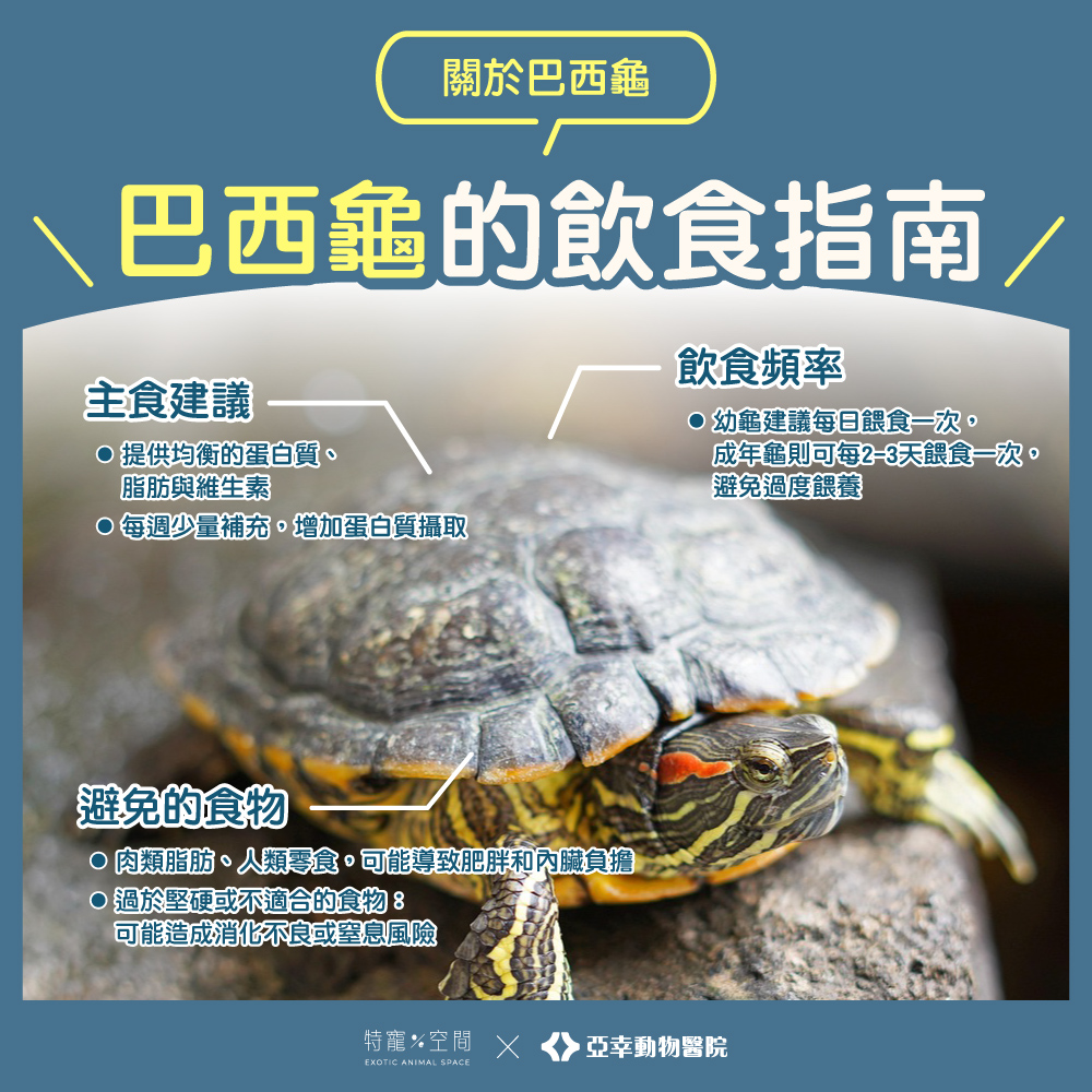4.巴西龜飲食指南