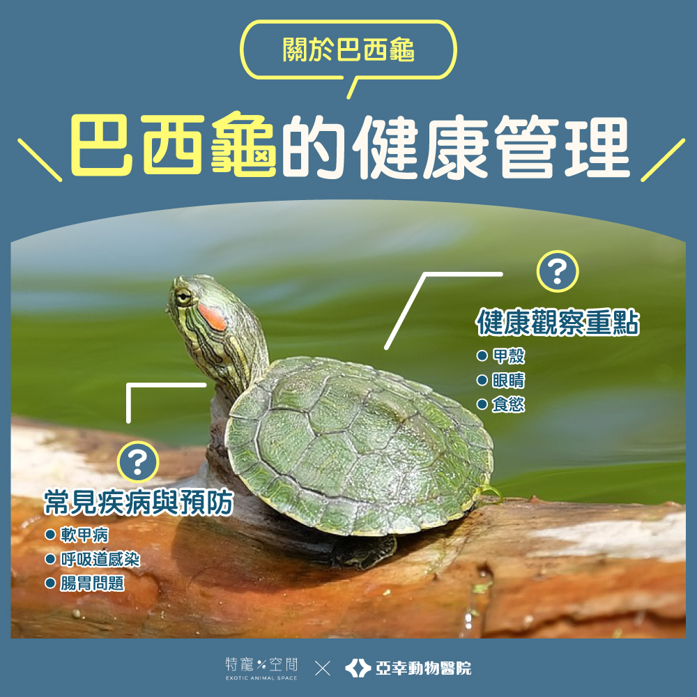 5.巴西龜健康管理