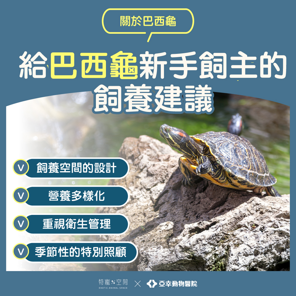 6.巴西龜飼養建議