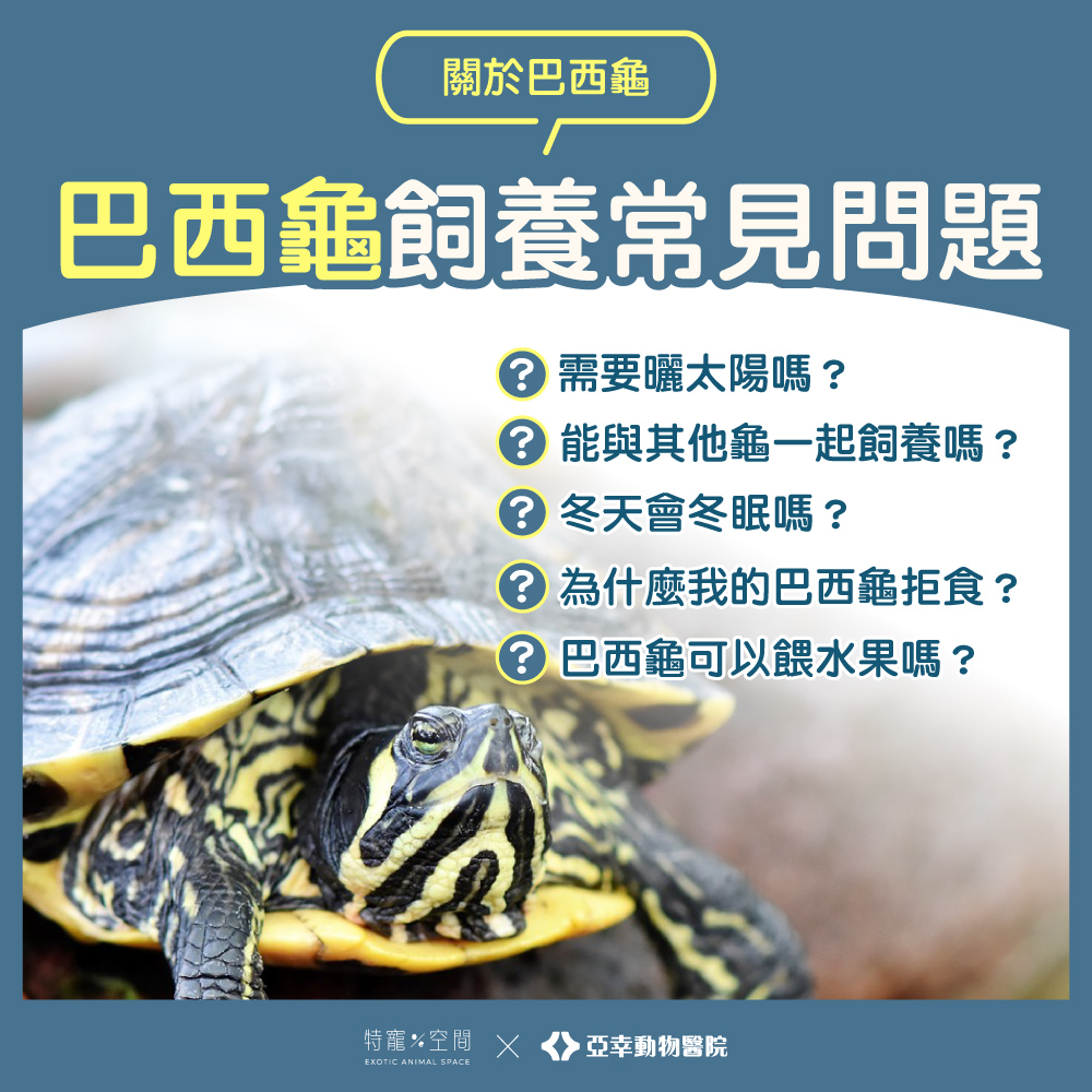 7.巴西龜常見問題