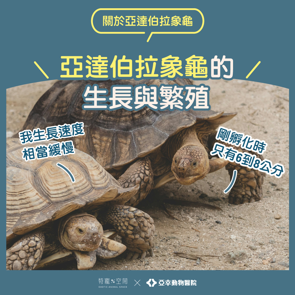 亞達伯拉象龜生長與繁殖