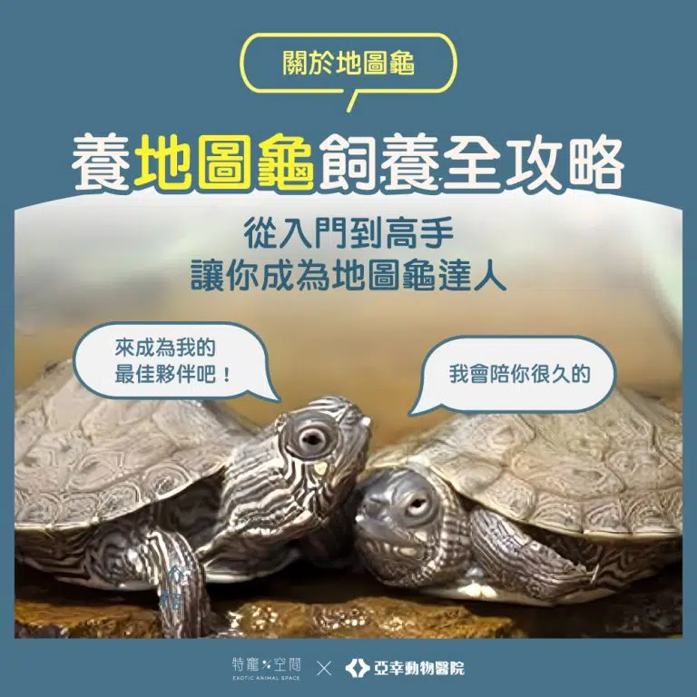 地圖龜全攻略