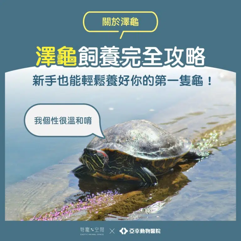 澤龜飼養