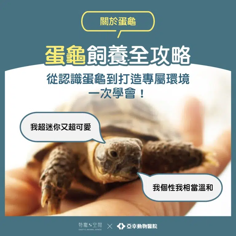 蛋龜飼養