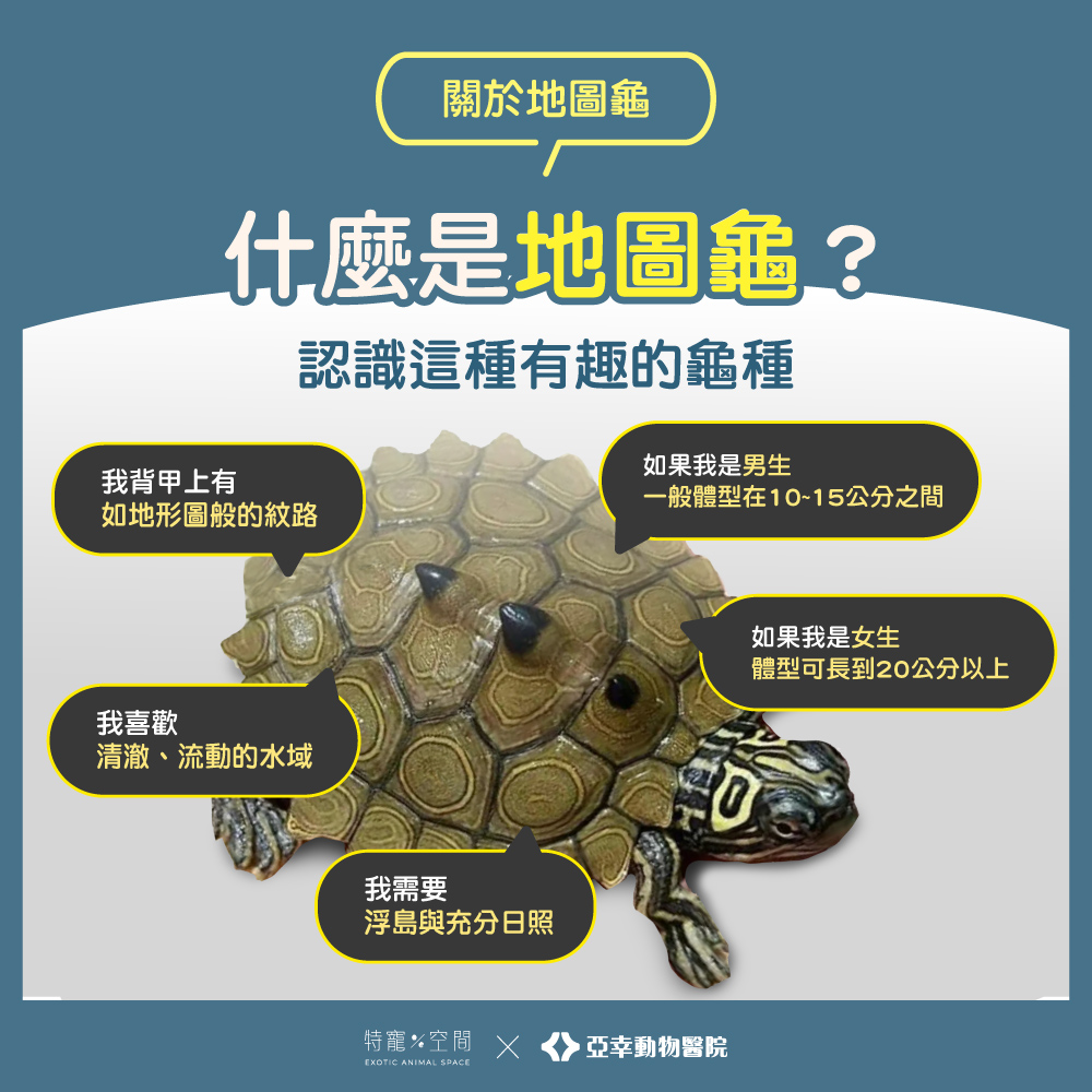 02 什麼是地圖龜？