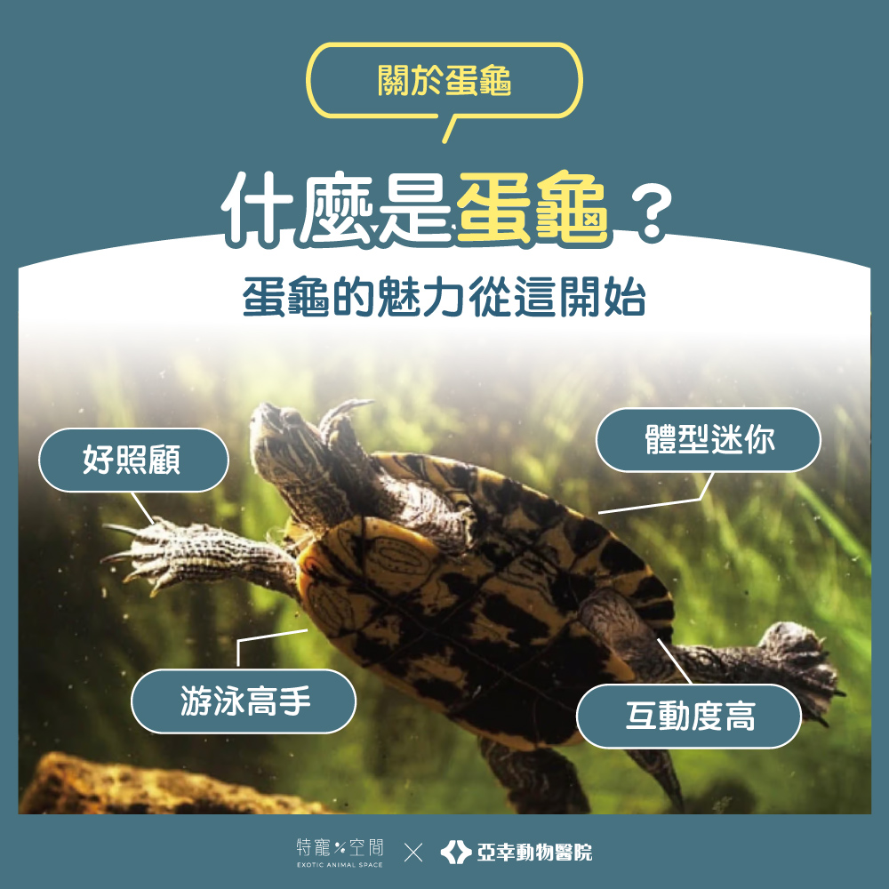 02 什麼是蛋龜？蛋龜的魅力從這開始