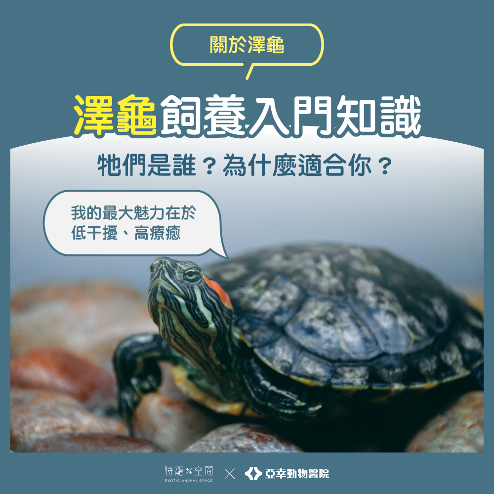 02 澤龜飼養入門知識