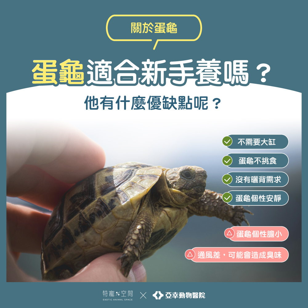 03 蛋龜適合新手養嗎？分析優缺點