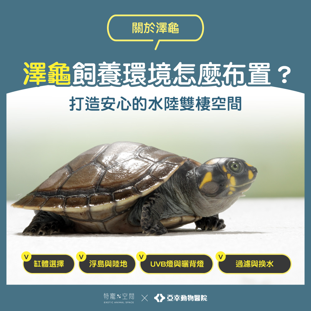 04 澤龜飼養環境怎麼布置？