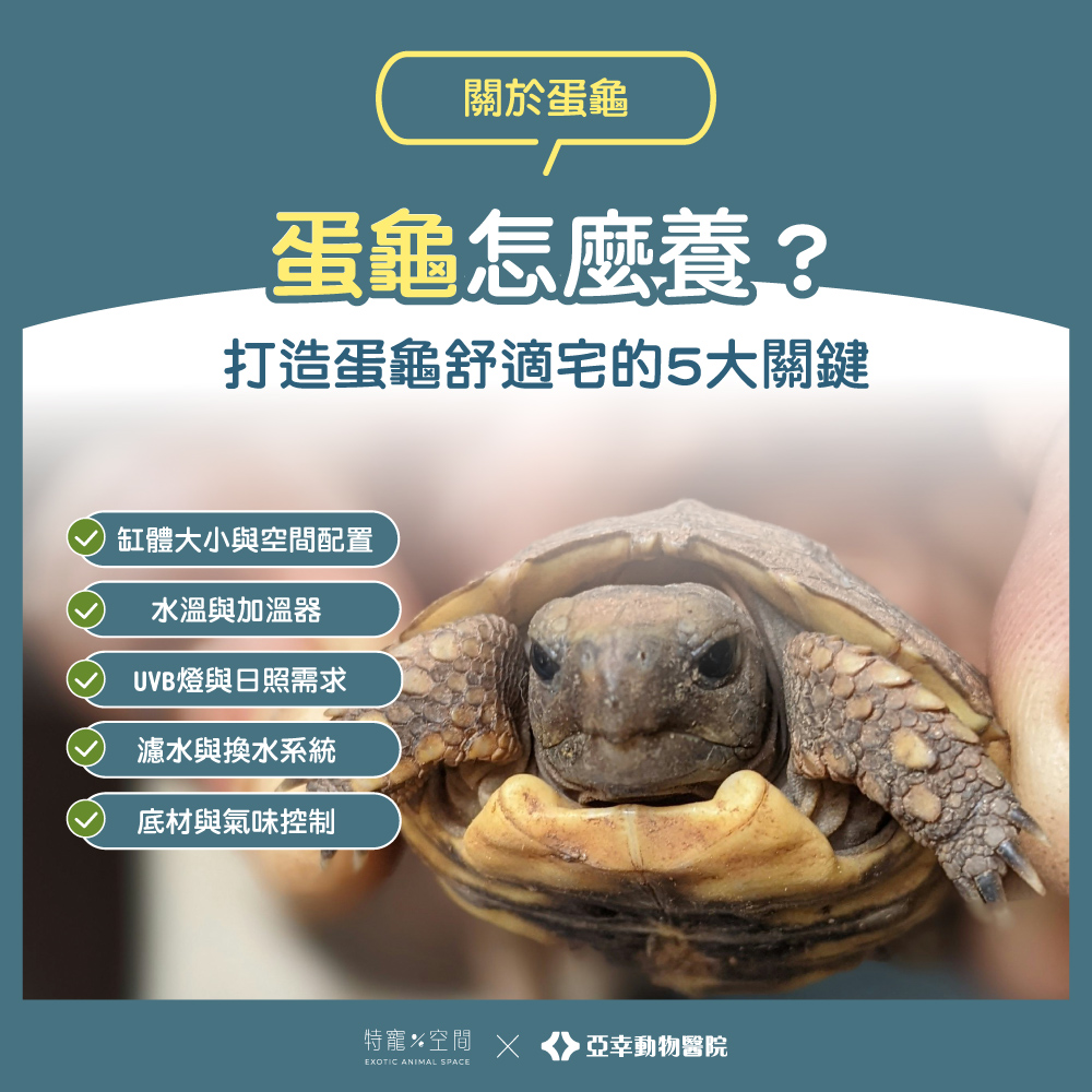 04 蛋龜怎麼養？打造蛋龜舒適宅的5大關鍵