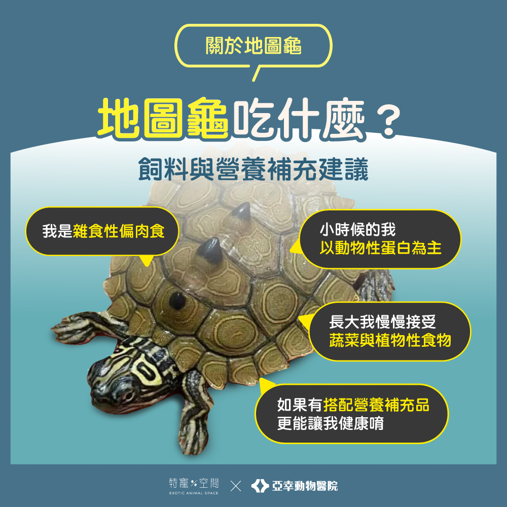 05 地圖龜吃什麼？飼料與營養補充建議