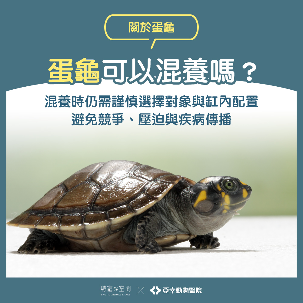 05 蛋龜可以混養嗎？