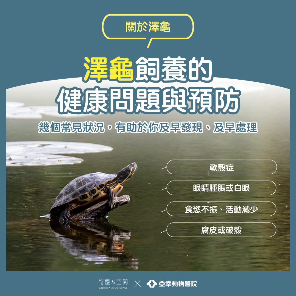 06 澤龜飼養的健康問題與預防