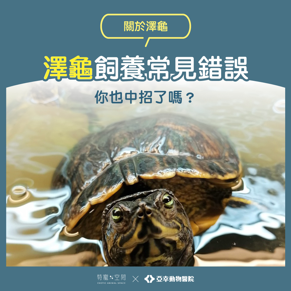 07 澤龜飼養常見錯誤：你也中招了嗎？