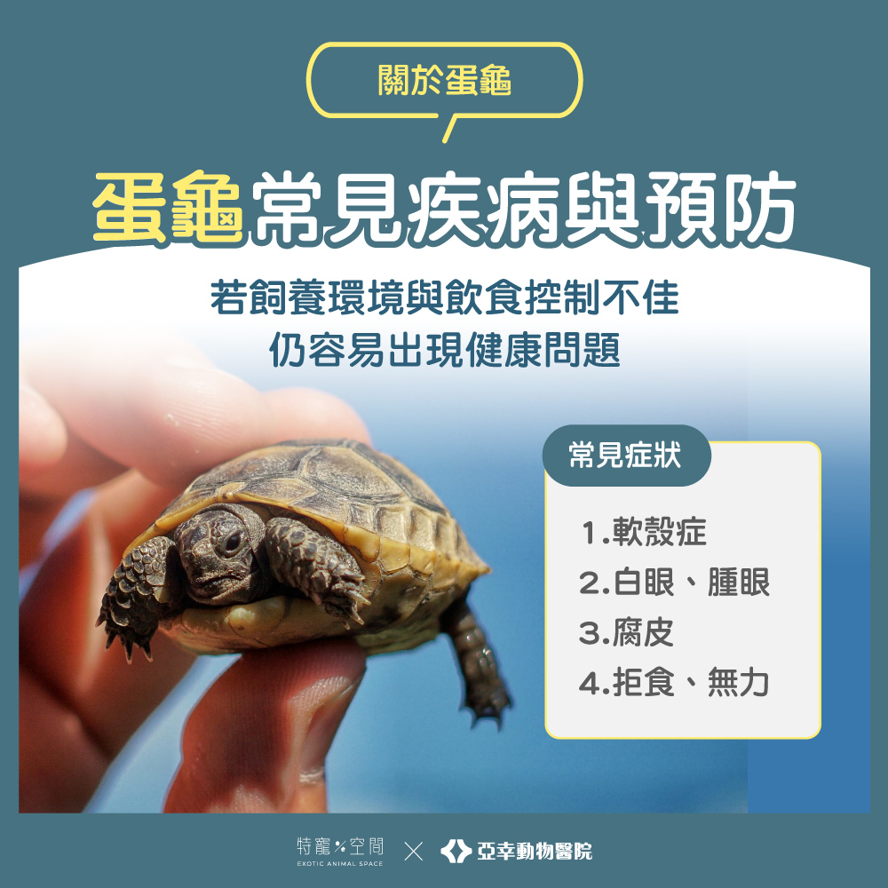 07 蛋龜常見疾病與預防