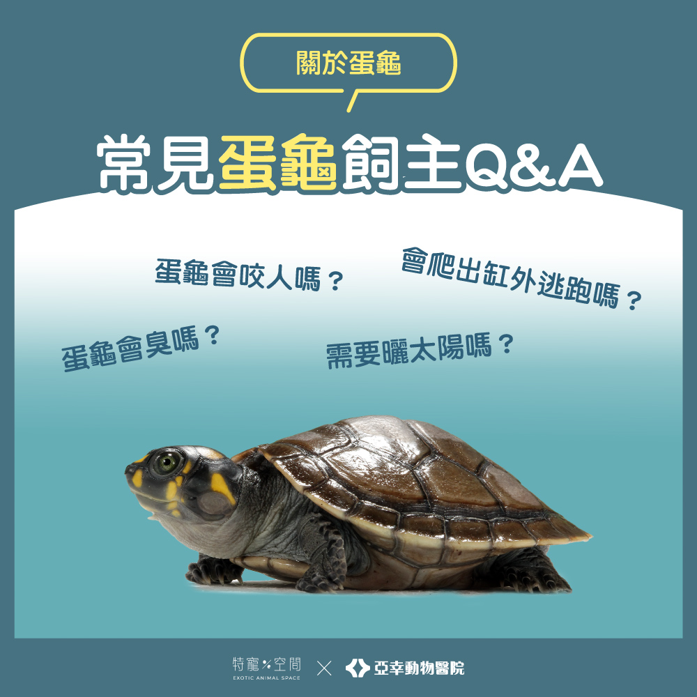 08 常見蛋龜飼主QA