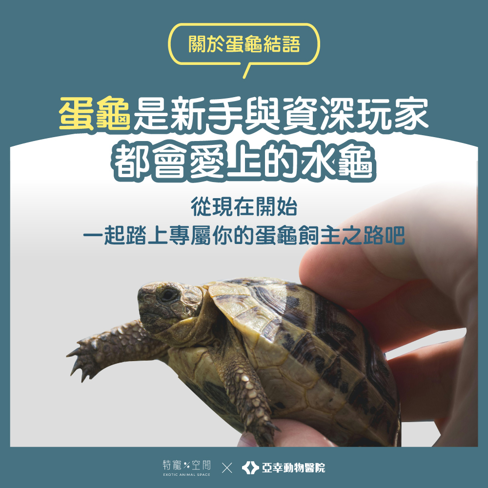 蛋龜飼養