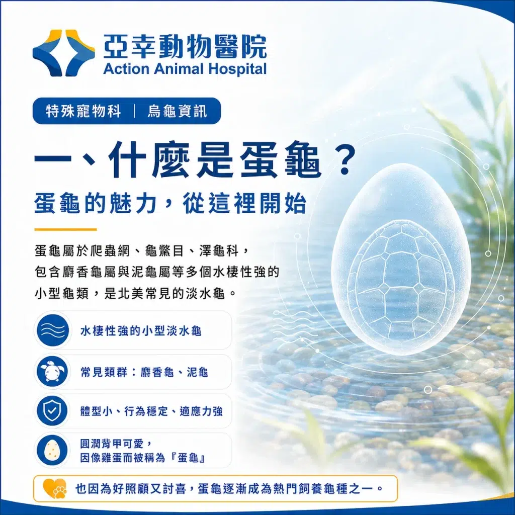 蛋龜飼養全攻略:從認識蛋龜到打造專屬環境,一次學會! 1 2026蛋龜介紹與飼養資訊