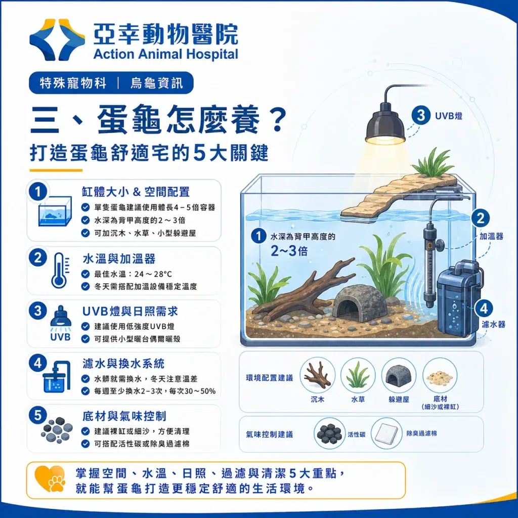 蛋龜飼養全攻略:從認識蛋龜到打造專屬環境,一次學會! 3 2026蛋龜飼養五大要點