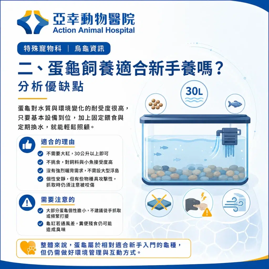 蛋龜飼養全攻略:從認識蛋龜到打造專屬環境,一次學會! 2 2026蛋龜飼養入門指引