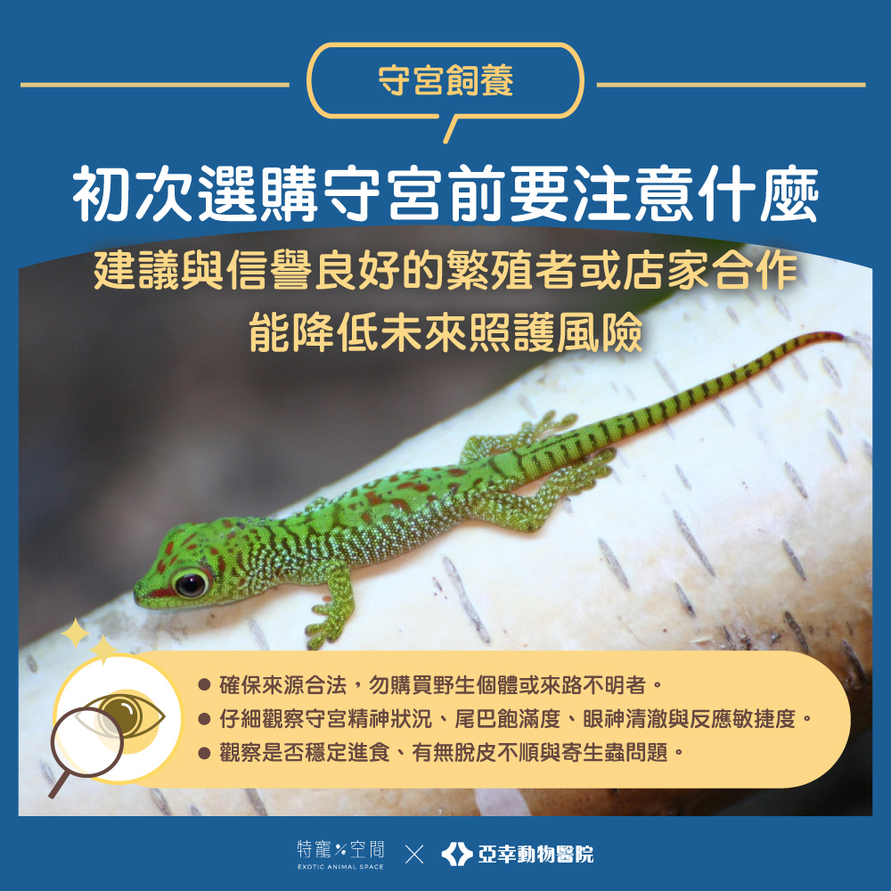 02.初次選購守宮前要注意什麼
