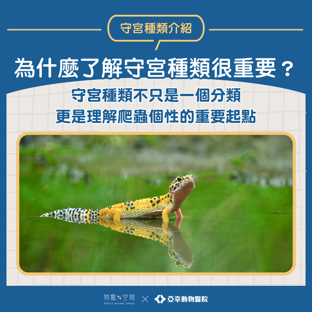 02.為什麼了解守宮種類很重要？