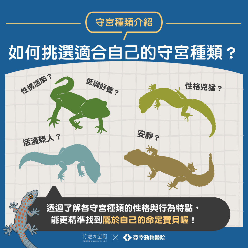 03.如何挑選適合自己的守宮種類？