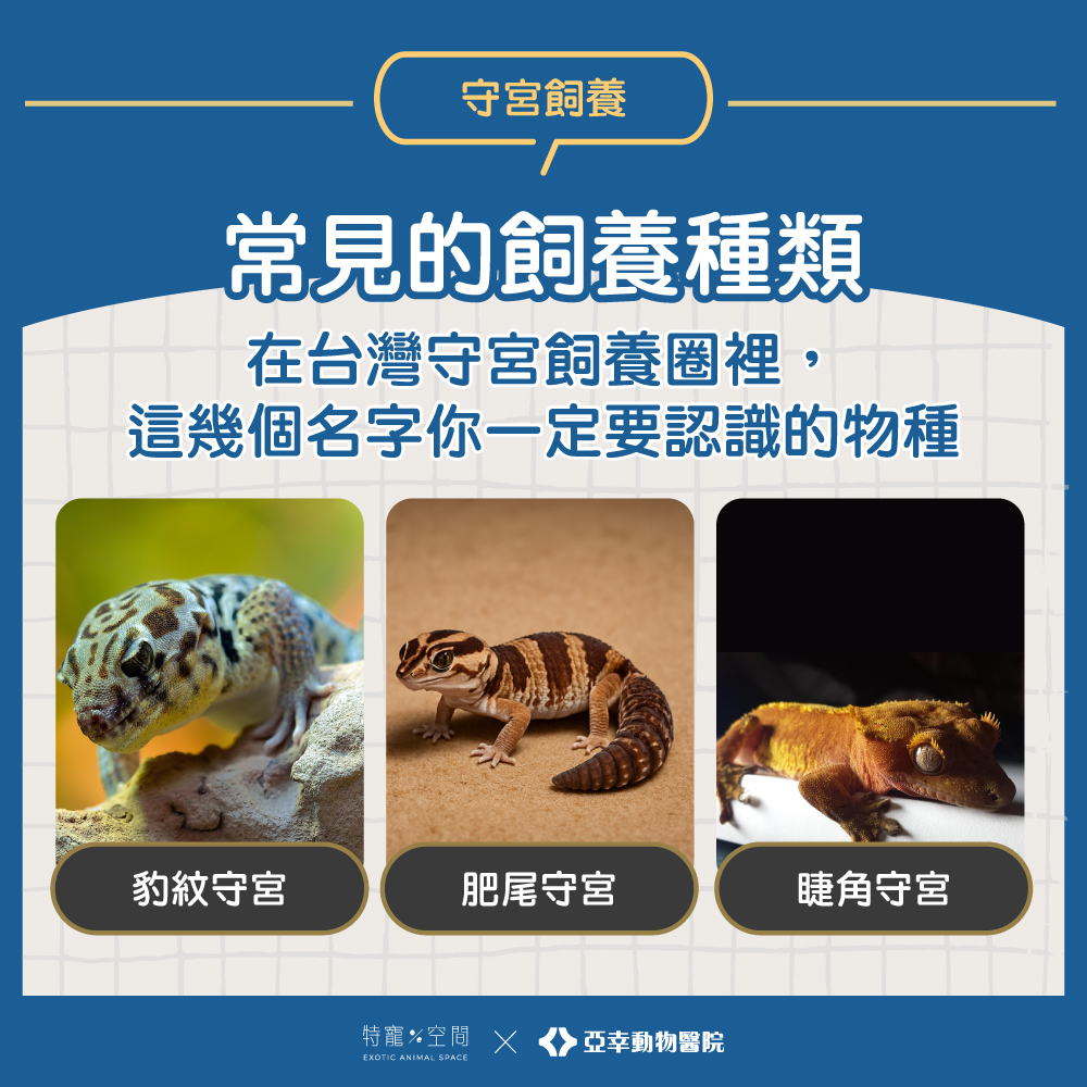 03.常見的飼養種類